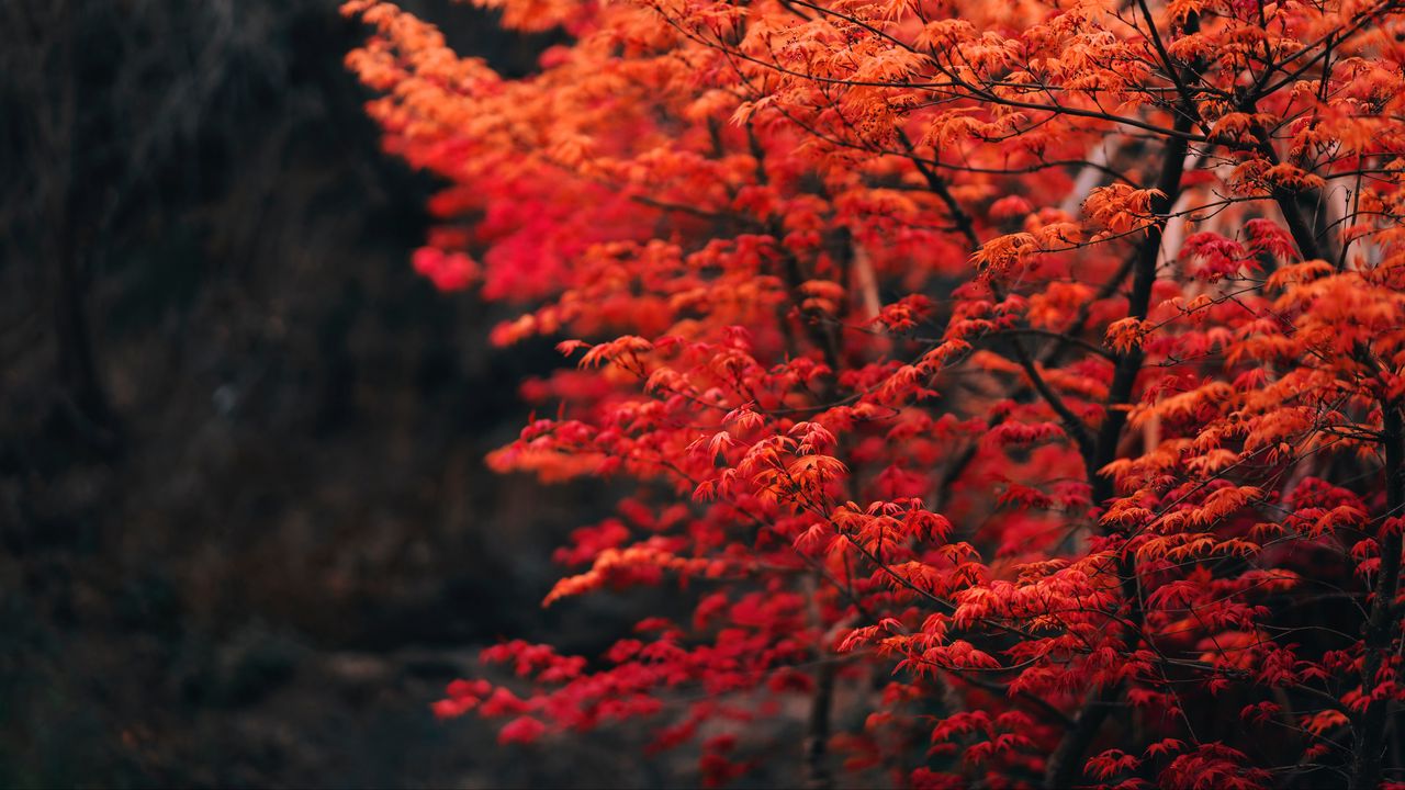 Wallpaper tree, branches, leaves, red, blur hd, picture, image