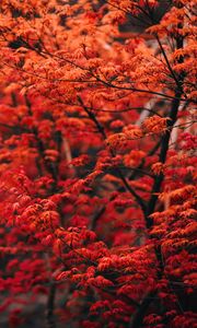 Preview wallpaper tree, branches, leaves, red, blur