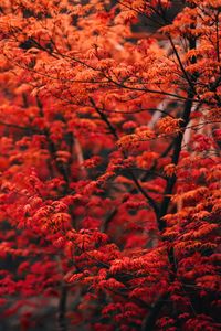 Preview wallpaper tree, branches, leaves, red, blur