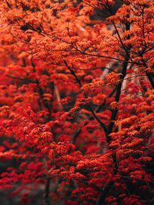 Preview wallpaper tree, branches, leaves, red, blur