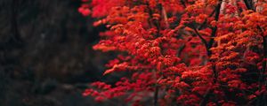 Preview wallpaper tree, branches, leaves, red, blur