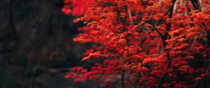 Preview wallpaper tree, branches, leaves, red, blur