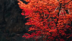 Preview wallpaper tree, branches, leaves, red, blur