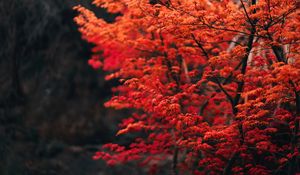 Preview wallpaper tree, branches, leaves, red, blur