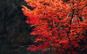 Preview wallpaper tree, branches, leaves, red, blur