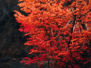 Preview wallpaper tree, branches, leaves, red, blur