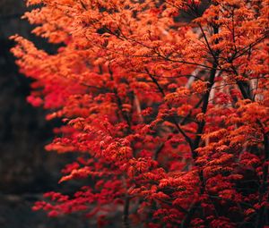 Preview wallpaper tree, branches, leaves, red, blur