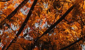 Preview wallpaper tree, branches, leaves, autumn
