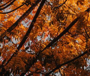 Preview wallpaper tree, branches, leaves, autumn