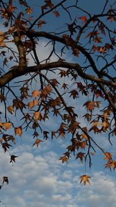 Preview wallpaper tree, branches, leaves, dry, autumn