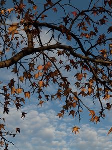 Preview wallpaper tree, branches, leaves, dry, autumn