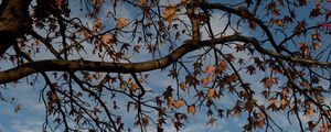 Preview wallpaper tree, branches, leaves, dry, autumn