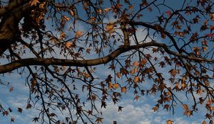 Preview wallpaper tree, branches, leaves, dry, autumn