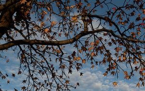 Preview wallpaper tree, branches, leaves, dry, autumn