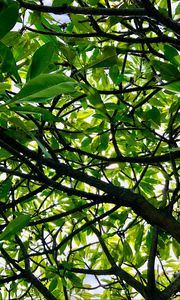 Preview wallpaper tree, branches, leaves, rays