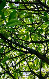 Preview wallpaper tree, branches, leaves, rays