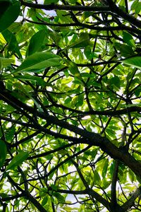 Preview wallpaper tree, branches, leaves, rays