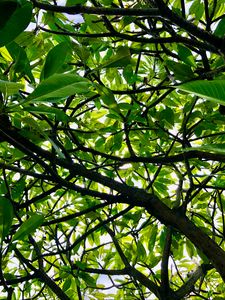Preview wallpaper tree, branches, leaves, rays