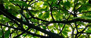 Preview wallpaper tree, branches, leaves, rays