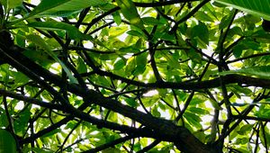 Preview wallpaper tree, branches, leaves, rays