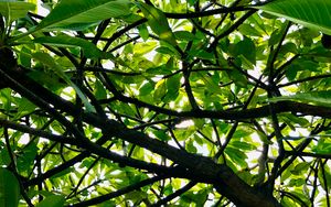Preview wallpaper tree, branches, leaves, rays