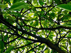 Preview wallpaper tree, branches, leaves, rays