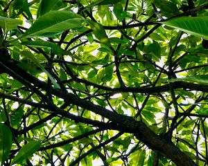 Preview wallpaper tree, branches, leaves, rays