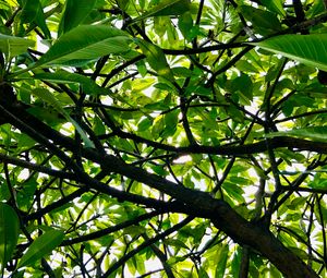 Preview wallpaper tree, branches, leaves, rays