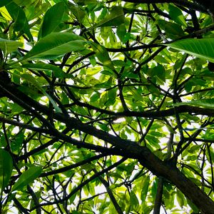 Preview wallpaper tree, branches, leaves, rays