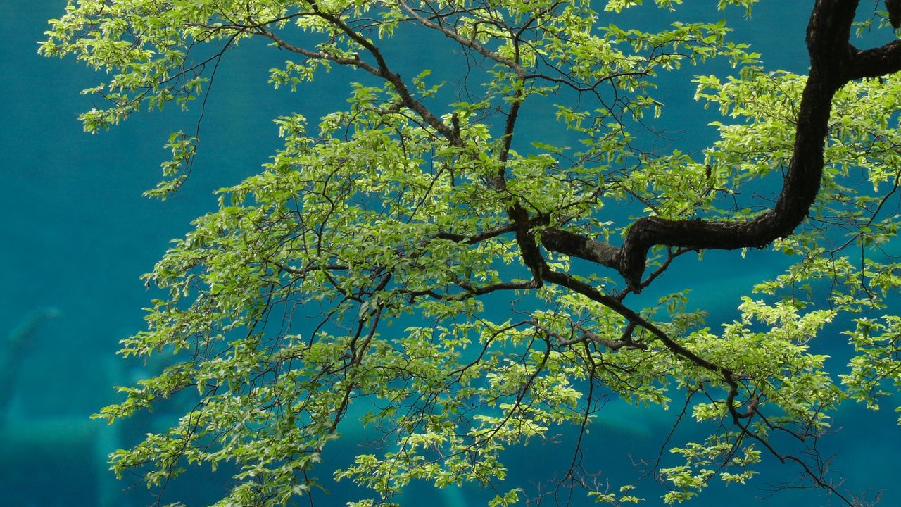 Wallpaper tree, branches, leaves, sky, bottom view