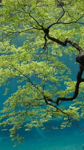 Preview wallpaper tree, branches, leaves, sky, bottom view