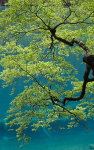 Preview wallpaper tree, branches, leaves, sky, bottom view