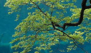 Preview wallpaper tree, branches, leaves, sky, bottom view