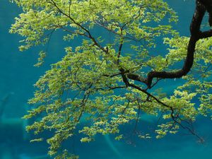 Preview wallpaper tree, branches, leaves, sky, bottom view