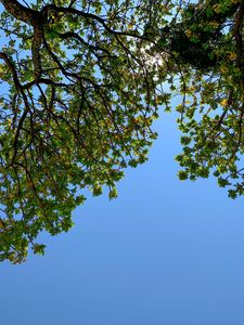 Preview wallpaper tree, branches, leaves, bottom view