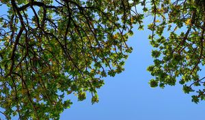 Preview wallpaper tree, branches, leaves, bottom view