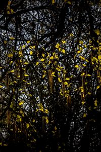 Preview wallpaper tree, branches, leaves, macro