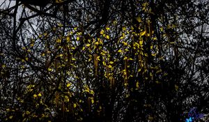 Preview wallpaper tree, branches, leaves, macro