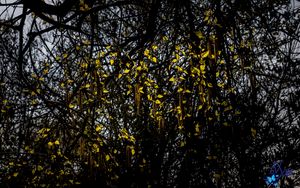 Preview wallpaper tree, branches, leaves, macro