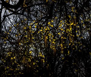 Preview wallpaper tree, branches, leaves, macro