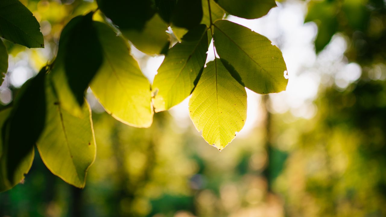 Wallpaper tree branches leaves macro green hd picture image