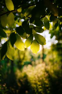 Preview wallpaper tree, branches, leaves, macro, green