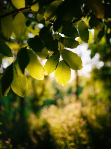 Preview wallpaper tree, branches, leaves, macro, green