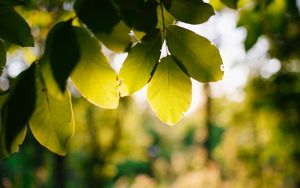 Preview wallpaper tree, branches, leaves, macro, green