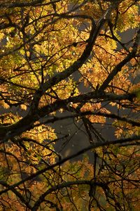Preview wallpaper tree, branches, leaves, light