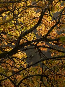 Preview wallpaper tree, branches, leaves, light
