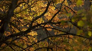 Preview wallpaper tree, branches, leaves, light