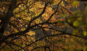 Preview wallpaper tree, branches, leaves, light