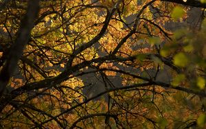 Preview wallpaper tree, branches, leaves, light