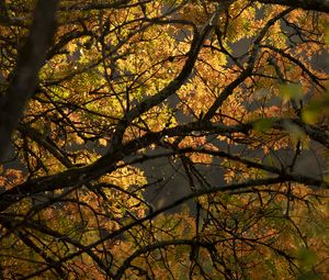Preview wallpaper tree, branches, leaves, light